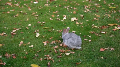 Gray Rabbit on Green Grass 스톡 동영상 116500062
