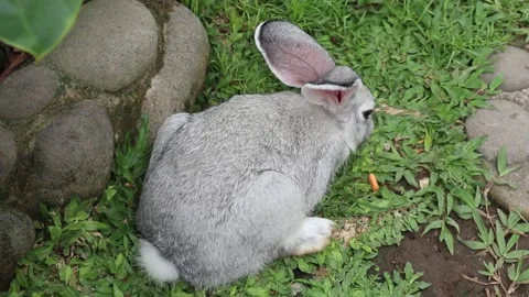 Gray rabbit on green grass. Stock Footage 166823031