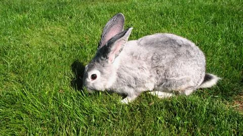 Gray rabbit on green grass Stock Photos