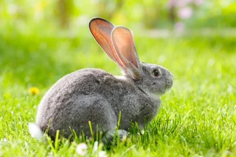 Gray rabbit in green grass Foto stock