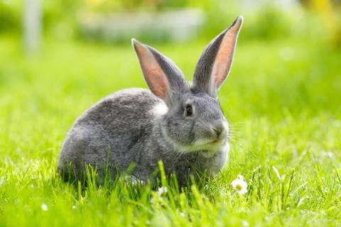 Gray rabbit in green grass Stock-Fotos