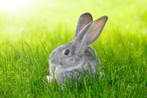 Gray rabbit in green grass Stock Photos