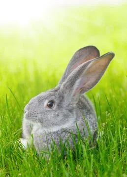 Gray rabbit in green grass Foto stock