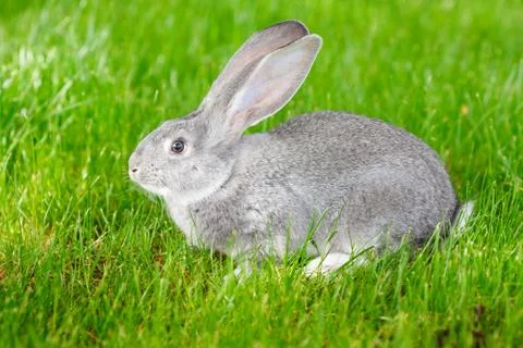 Gray rabbit in green grass Stock Photos
