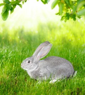 Gray rabbit in green grass Stock Photos