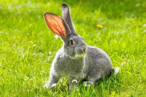 Gray rabbit in green grass Stock Photos