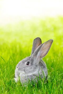 Gray rabbit in green grass Stock Photos