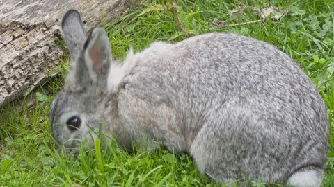 Gray rabbit on a green lawn. chewing on grass. stock video Stock Footage 123974580