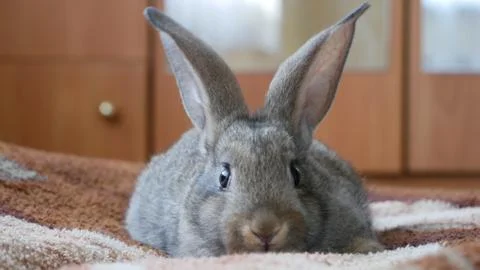 Gray rabbit at home Stock Photos