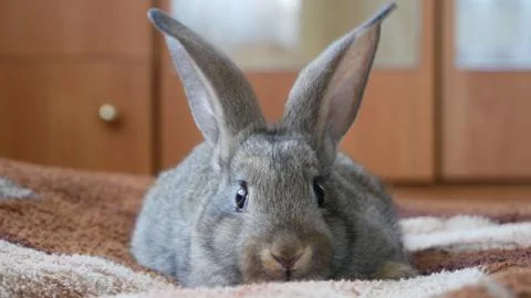 Gray rabbit at home Foto stock