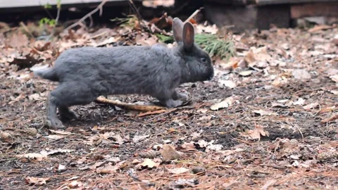 A gray rabbit jumps on dry leaves in the forest near a tree. Stock Footage 201051585