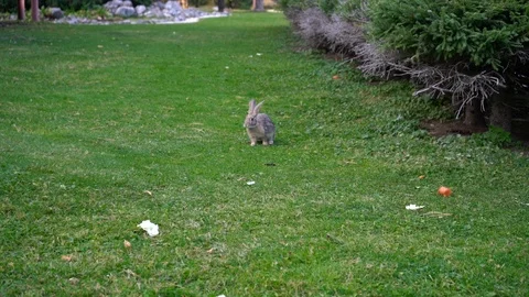 Gray Rabbit Jumps to Food Vidéo 116499992