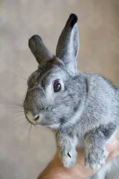 Gray rabbit with ling ears Stock Photos