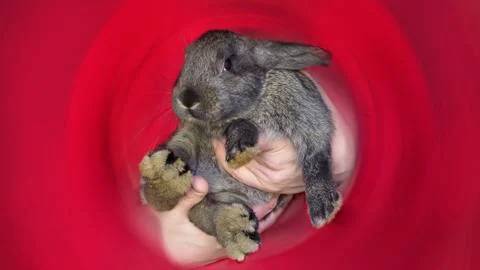 Gray rabbit in the man's hands on a red background. Stock Photos
