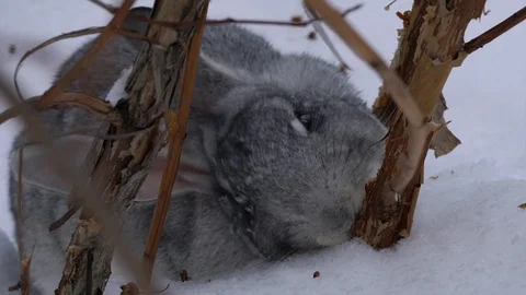 A gray rabbit nibbles a bark Video stock 120699234