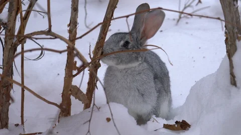 Gray rabbit nibbles a bush 库存影片 120699308