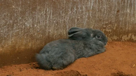 Gray Rabbit or Bunny or Hare resting on the ground Stock Footage 136122419