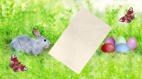 Gray rabbit, paper for text, Easter eggs and butterflies on a defocused natur 写真素材