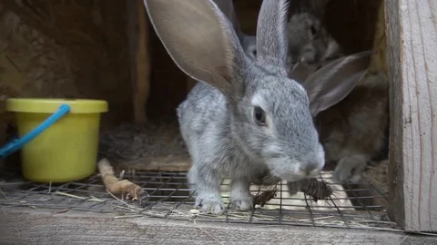Gray rabbit peeps out of the aviary Видео 116992423