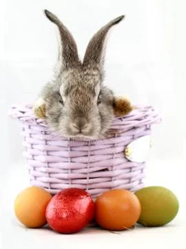 Gray rabbit Stock Photos