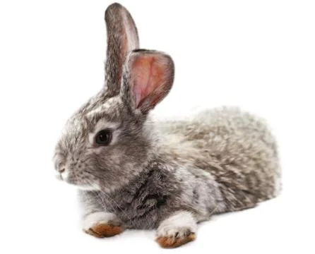 Gray rabbit Stock Photos