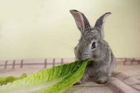 Gray rabbit Stock Photos