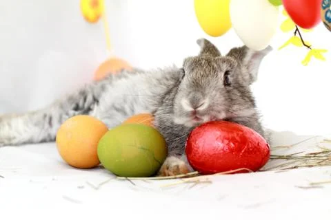 Gray rabbit Foto stock