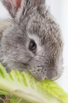 Gray rabbit Stock-Fotos