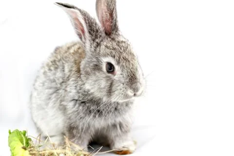 Gray rabbit Stock Photos