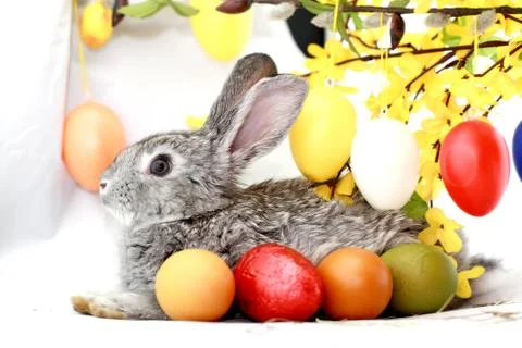 Gray rabbit Stock Photos