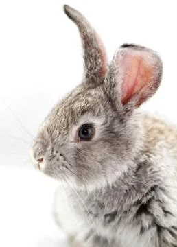 Gray rabbit Stock Photos