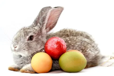 Gray rabbit Stock Photos