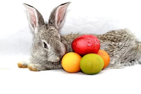 Gray rabbit Stock Photos