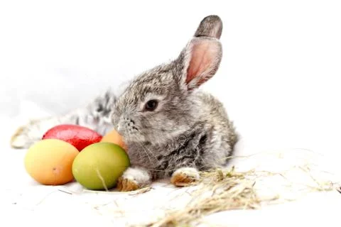 Gray rabbit Stock Photos