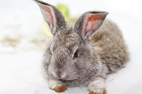 Gray rabbit Stock Photos