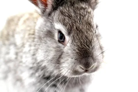 Gray rabbit Stock Photos