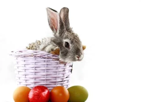 Gray rabbit Stock Photos