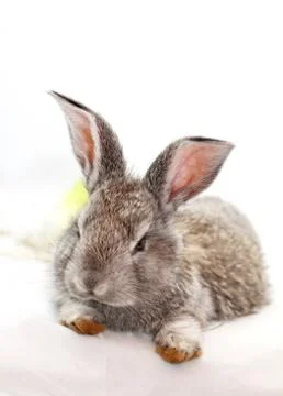 Gray rabbit Stock Photos