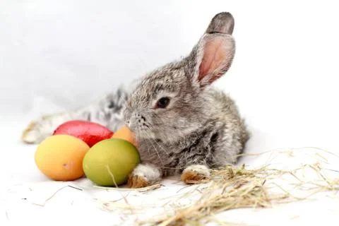 Gray rabbit Stock Photos