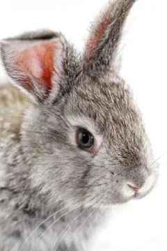 Gray rabbit Stock Photos
