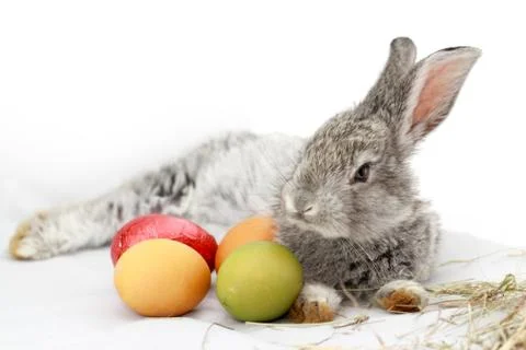 Gray rabbit Stock Photos