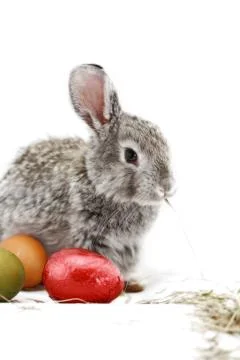 Gray rabbit Stock Photos
