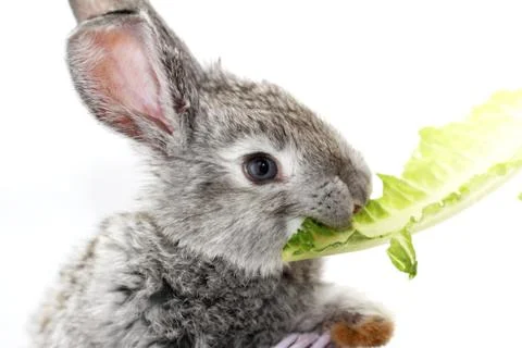 Gray rabbit Stock Photos