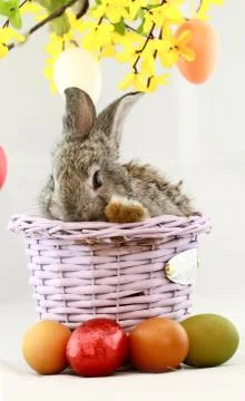 Gray rabbit Stock Photos