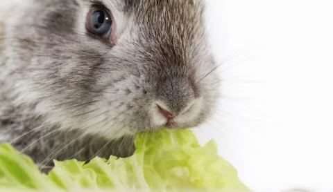 Gray rabbit Stock Photos