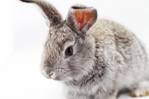 Gray rabbit Stock Photos