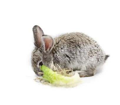 Gray rabbit Stock Photos