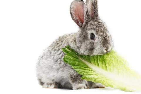 Gray rabbit Stock Photos