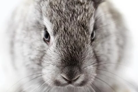 Gray rabbit Stock Photos