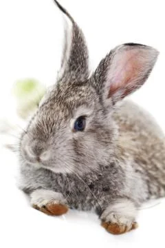 Gray rabbit Foto stock